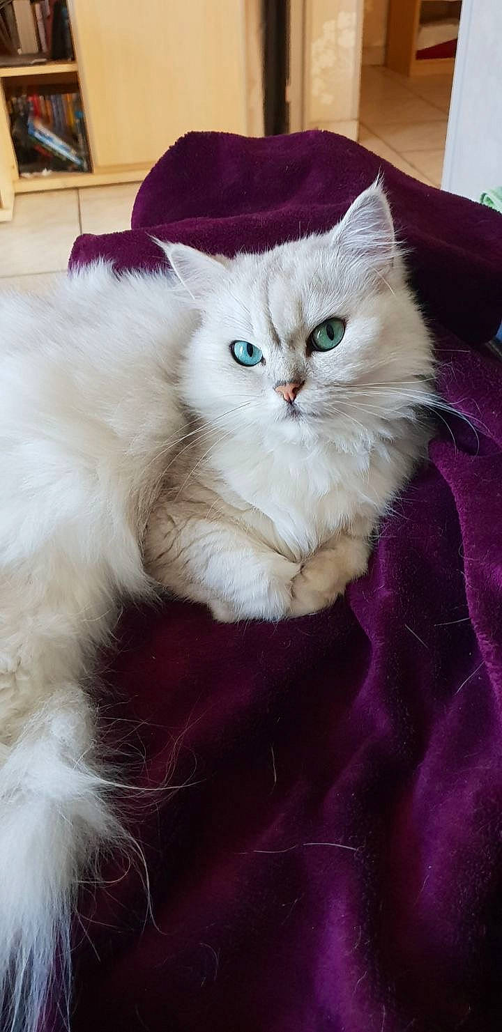 Immanence participe au concours pour gagner de l'argent avec cette photo : asian_semi_longhair, british_longhair, british_semi_longhair, carnivore, cat, cymric, domestic_long_haired_cat, felidae, fur, kitten, mammal, napoleon_cat, norwegian_forest_cat, persian, ragamuffin, ragdoll, siberian, small_to_medium_sized_cats, vertebrate, whiskers