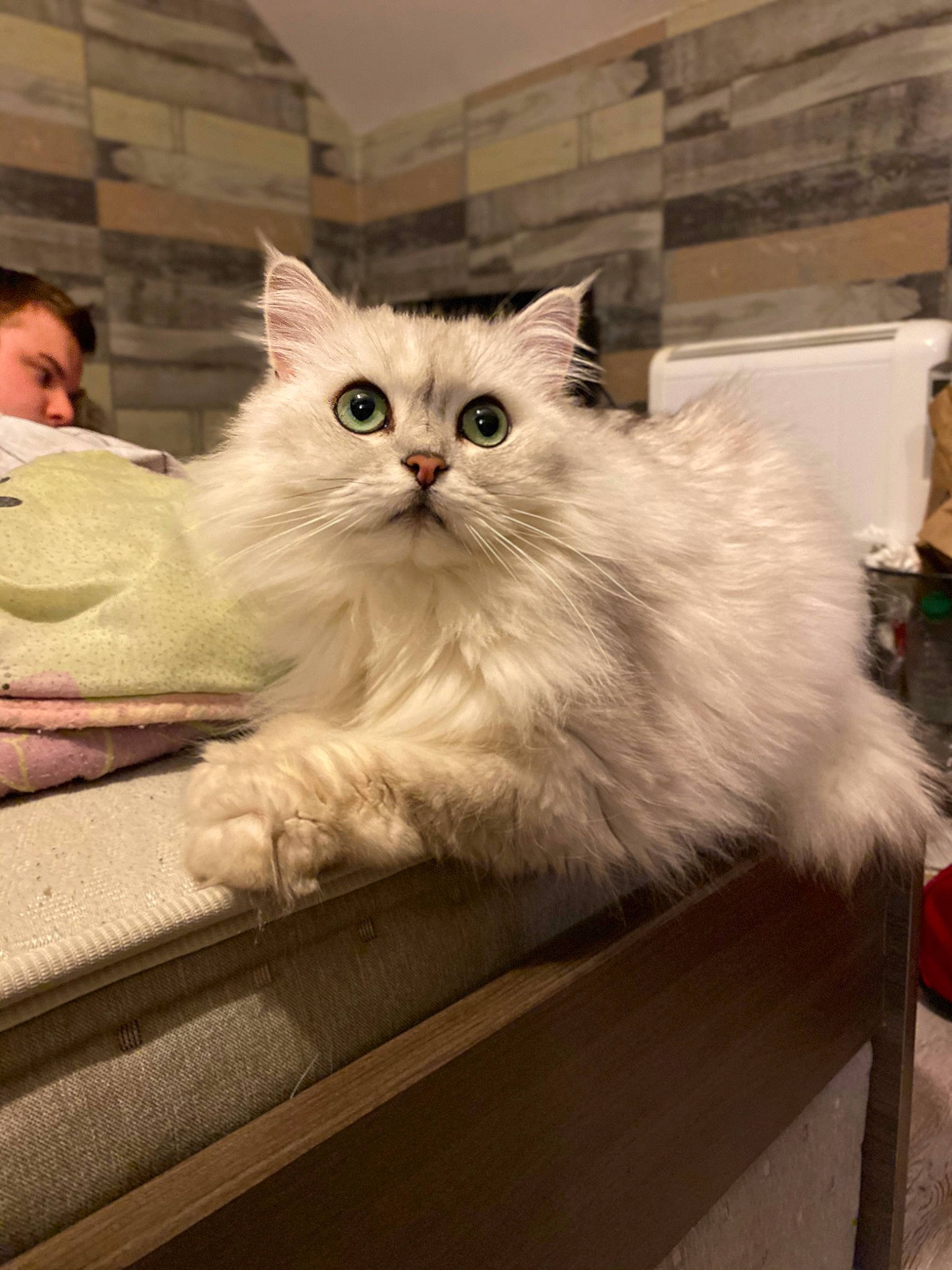 Immanence participe au concours pour gagner de l'argent avec cette photo : asian_semi_longhair, british_longhair, british_semi_longhair, carnivore, cat, domestic_long_haired_cat, eye, felidae, kitten, mammal, norwegian_forest_cat, persian, ragamuffin, ragdoll, siberian, small_to_medium_sized_cats, turkish_angora, turkish_van, vertebrate, whiskers