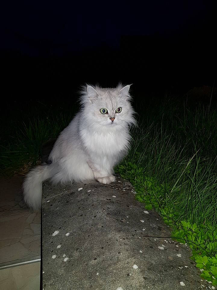 Immanence participe au concours pour gagner de l'argent avec cette photo : asian_semi_longhair, british_longhair, british_semi_longhair, carnivore, cat, domestic_long_haired_cat, eye, felidae, fur, mammal, napoleon_cat, night, norwegian_forest_cat, persian, ragamuffin, siberian, small_to_medium_sized_cats, tail, turkish_angora, whiskers