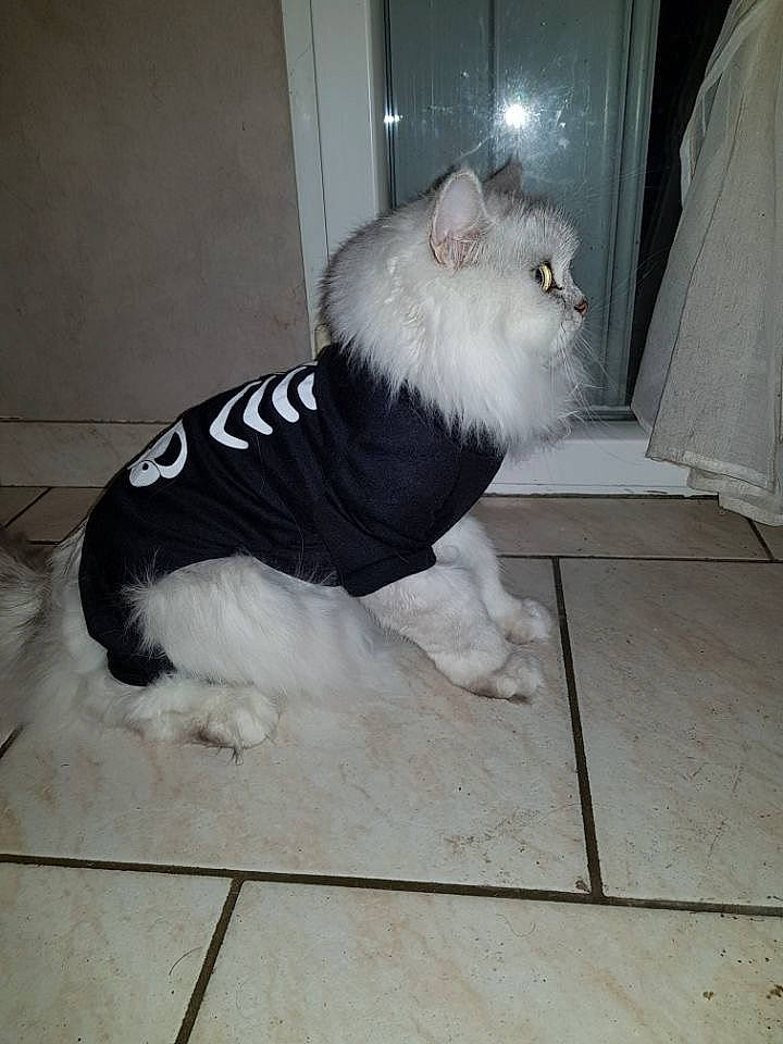 Immanence a rejoint le concours — aidez-le/la à gagner de superbes lots ! american_curl, canidae, carnivore, cat, domestic_long_haired_cat, fawn, felidae, floor, fur, norwegian_forest_cat, persian, small_to_medium_sized_cats, tail, whiskers