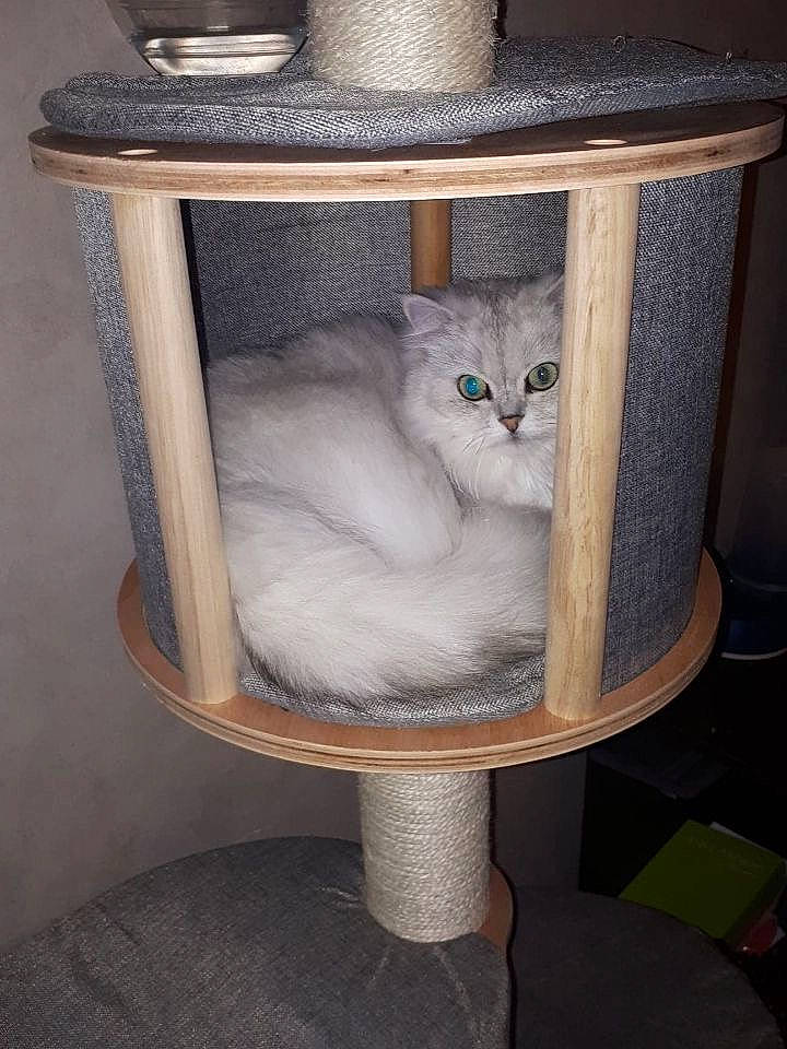 Immanence a rejoint le concours — aidez-le/la à gagner de superbes lots ! british_shorthair, carnivore, cat, cat_furniture, cat_supply, fawn, felidae, kitten, ragdoll, small_to_medium_sized_cats, table, whiskers