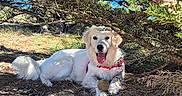 Angèle a rejoint le concours — aidez-le/la à gagner de superbes lots ! dog, pet, animal, white_dog, lying_down, panting, tongue, tennis_ball, red_collar, outdoor, nature, tree, branches, grass, soil, sunlight, shade, blue_sky, park, portrait