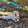 dog, pet, animal, white_dog, lying_down, panting, tongue, tennis_ball, red_collar, outdoor, nature, tree, branches, grass, soil, sunlight, shade, blue_sky, park, portrait