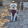 Angèle participe au concours pour gagner de l'argent avec cette photo : puppy, dog, golden_retriever, fluffy, sitting, outdoor, campsite, frost, sunlight, leash, harness, jacket, bench, wooden_structure, gravel, path, park, portrait, pet, daylight