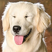 Angèle a rejoint le concours — aidez-le/la à gagner de superbes lots ! dog, golden_retriever, puppy, fluffy, cream_fur, long_hair, portrait, close_up, tongue_out, happy, smiling, eyes_closed, black_nose, pet, animal, studio_lighting, brown_background, sitting, adorable, photography