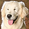 dog, golden_retriever, puppy, fluffy, cream_fur, long_hair, portrait, close_up, tongue_out, happy, smiling, eyes_closed, black_nose, pet, animal, studio_lighting, brown_background, sitting, adorable, photography