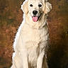 Angèle participe au concours pour gagner de l'argent avec cette photo : dog, puppy, golden_retriever, sitting, portrait, studio, fluffy, cream_colored, tongue_out, happy, cute, pet, canine, fur, ears, eyes, nose, paws, wooden_floor, brown_background