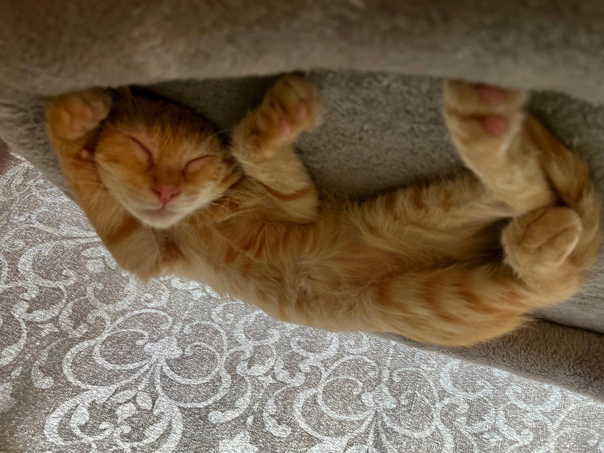 Eivor joined the competition — help win amazing prizes! carnivore, cat, claw, comfort, domestic_short_haired_cat, ear, fawn, felidae, flooring, foot, fur, hardwood, human_leg, nap, paw, small_to_medium_sized_cats, tail, tree, whiskers, wood