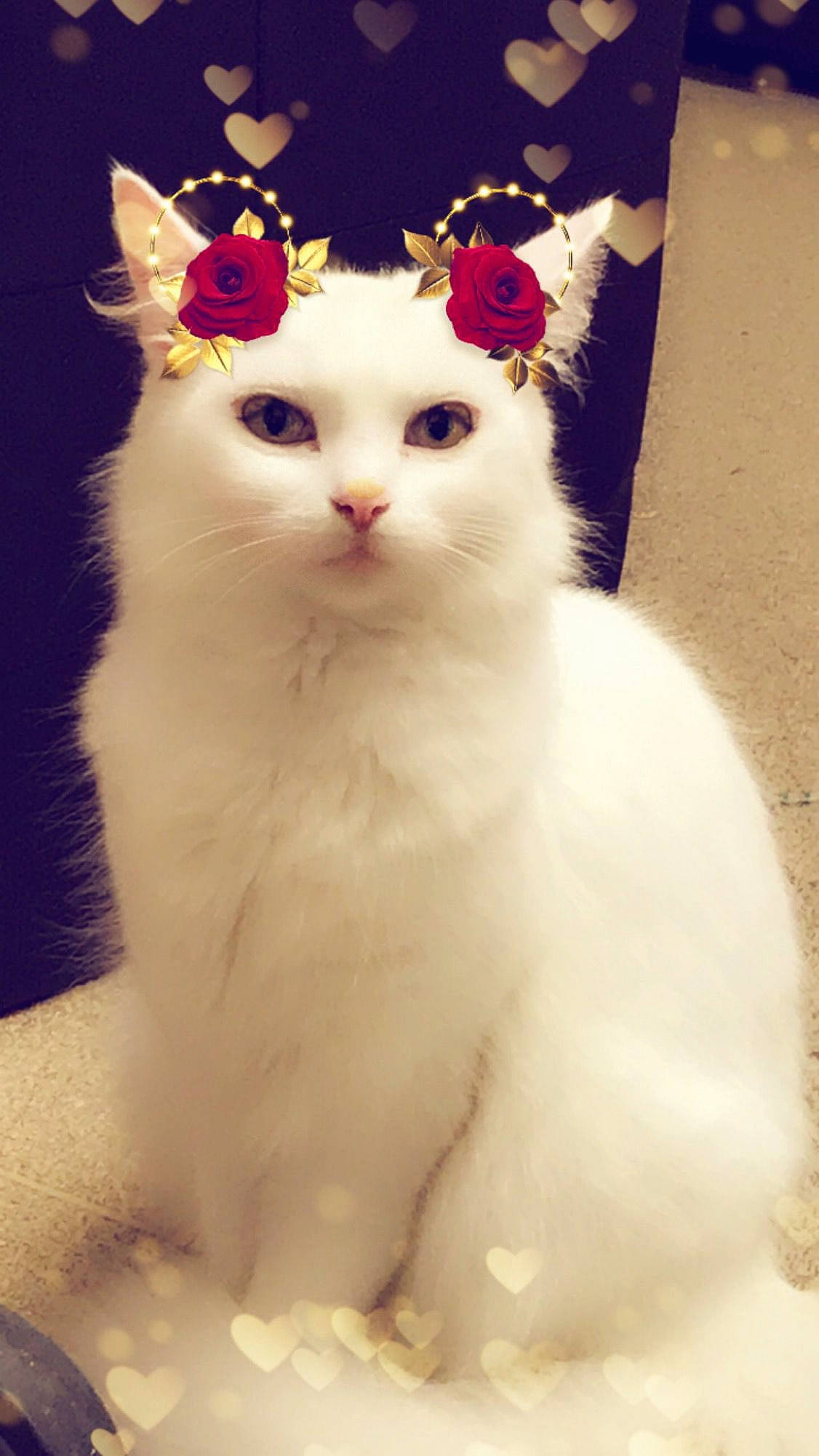 Lulu is registered to the contest to win money with this photo: carnivore, cat, domestic_short_haired_cat, felidae, fur, paw, small_to_medium_sized_cats, snout, tail, terrestrial_animal, whiskers