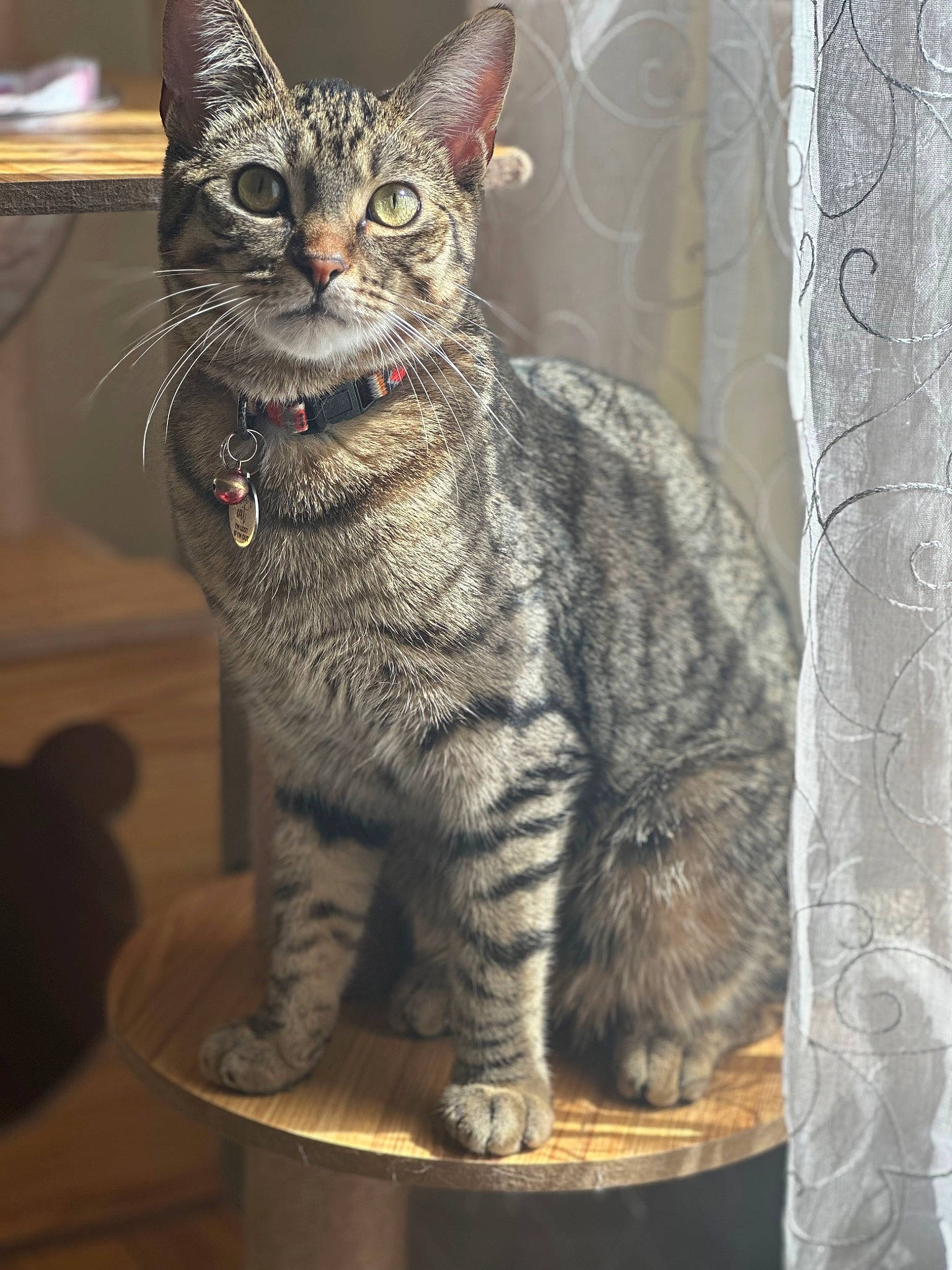 Theo joined the competition — help win amazing prizes! carnivore, cat, curtain, domestic_short_haired_cat, felidae, fur, grey, small_to_medium_sized_cats, snout, tail, terrestrial_animal, whiskers, wildlife