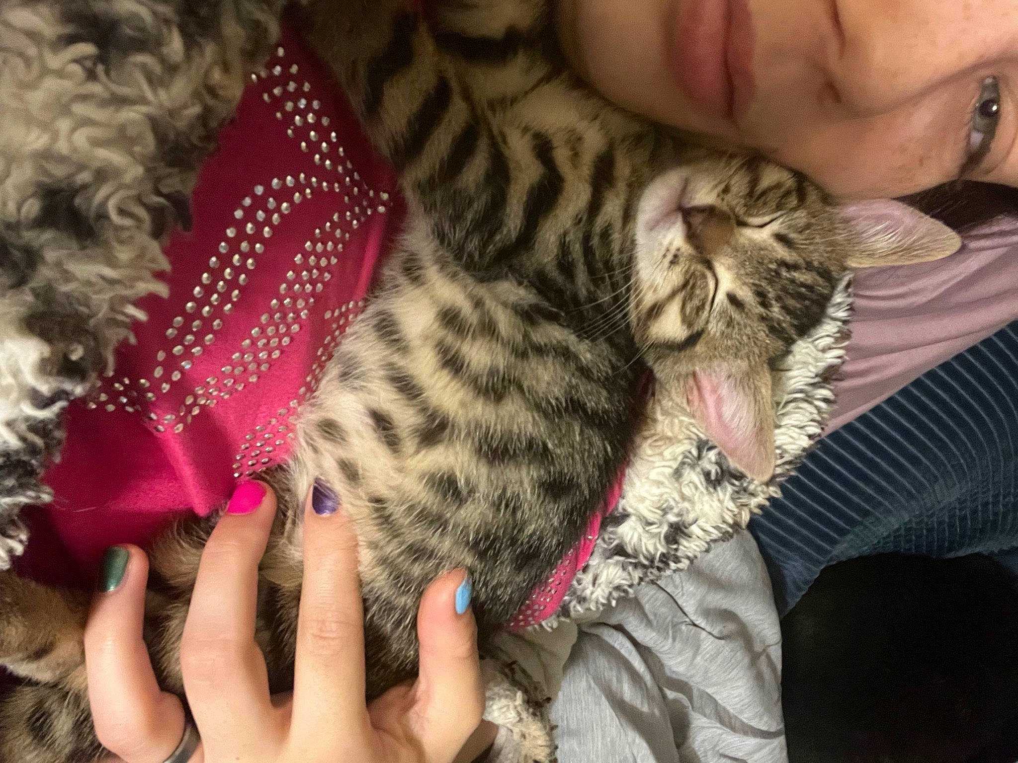 Theo is registered to the contest to win money with this photo: carnivore, cat, claw, comfort, domestic_short_haired_cat, fawn, felidae, finger, fur, gesture, lap, nail, nap, pattern, paw, small_to_medium_sized_cats, thumb, whiskers