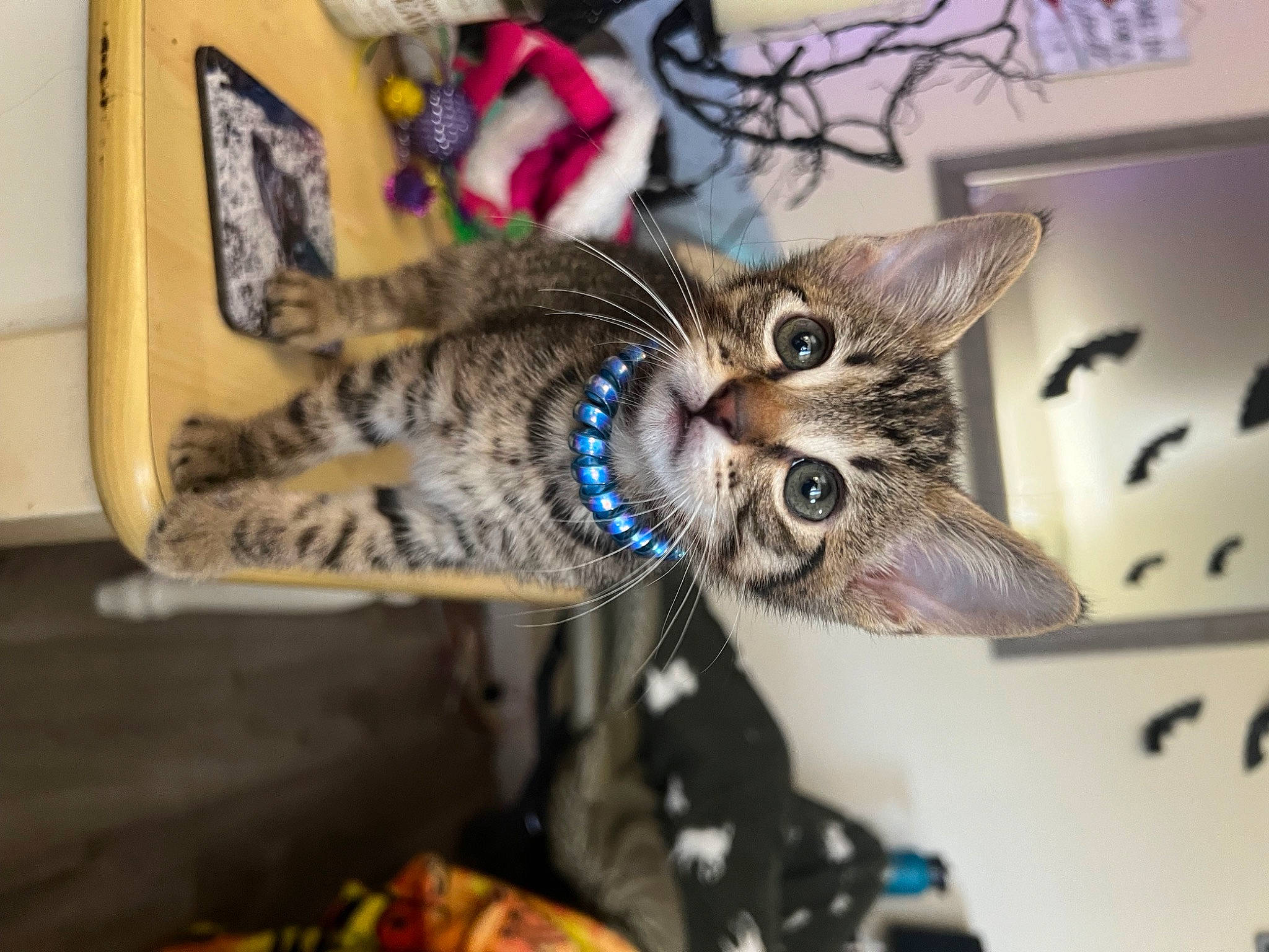 Theo is registered to the contest to win money with this photo: art, carnivore, cat, claw, collar, domestic_short_haired_cat, eyelash, fashion_accessory, felidae, fur, metal, paw, small_to_medium_sized_cats, snout, terrestrial_animal, toy, whiskers