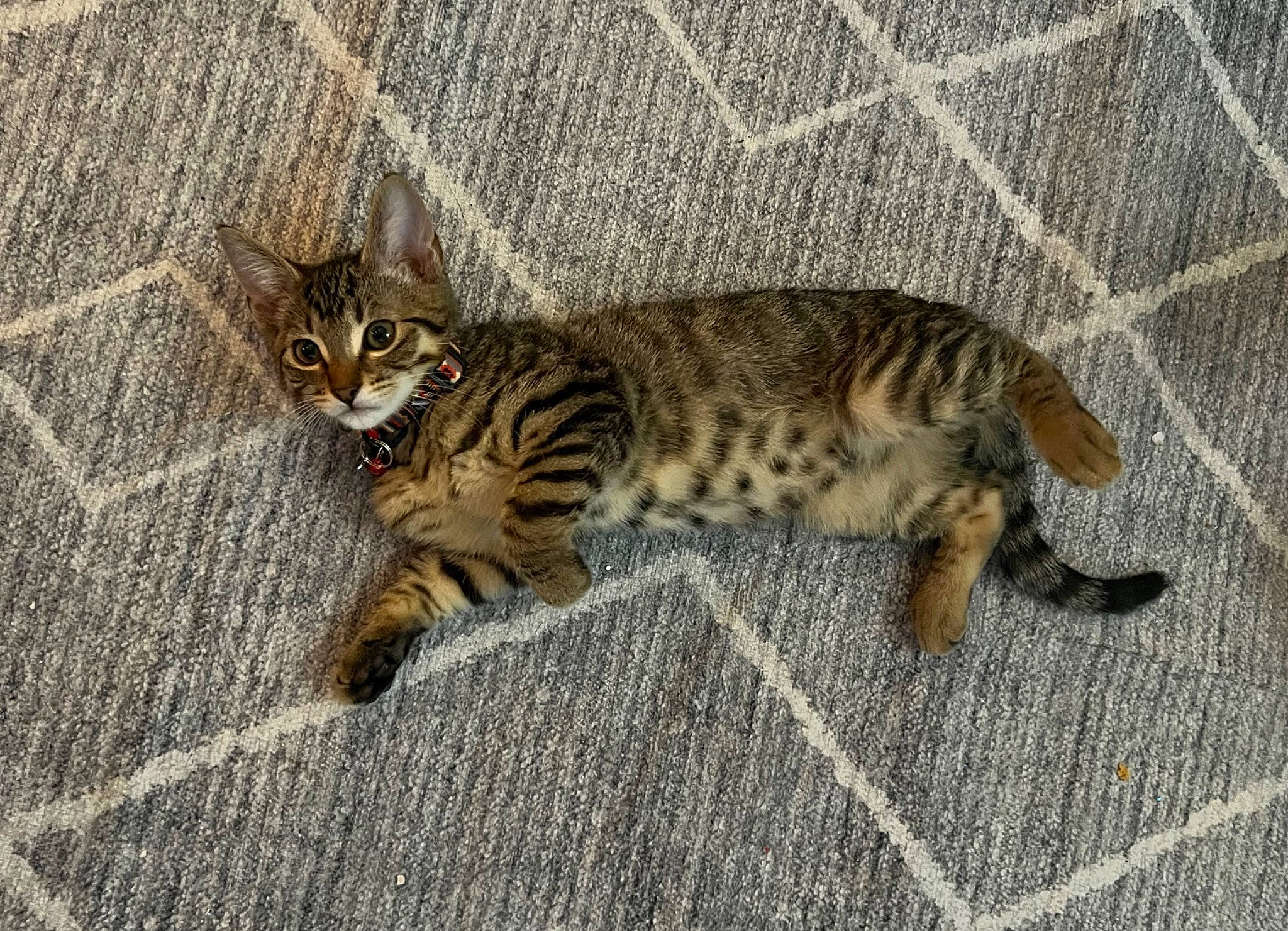 Theo is registered to the contest to win money with this photo: carnivore, cat, claw, domestic_short_haired_cat, eye, fawn, felidae, fence, fur, mesh, paw, small_to_medium_sized_cats, snout, tail, terrestrial_animal, whiskers, wildlife