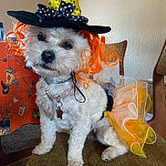 Buffy is registered to the contest to win money with this photo: dog, white_dog, costume, halloween, witch_hat, orange_hair, tutu_skirt, chair, indoor, pet, cute, small_dog, curly_fur, decorations, holiday, festive, collar, tag, animal, portrait
