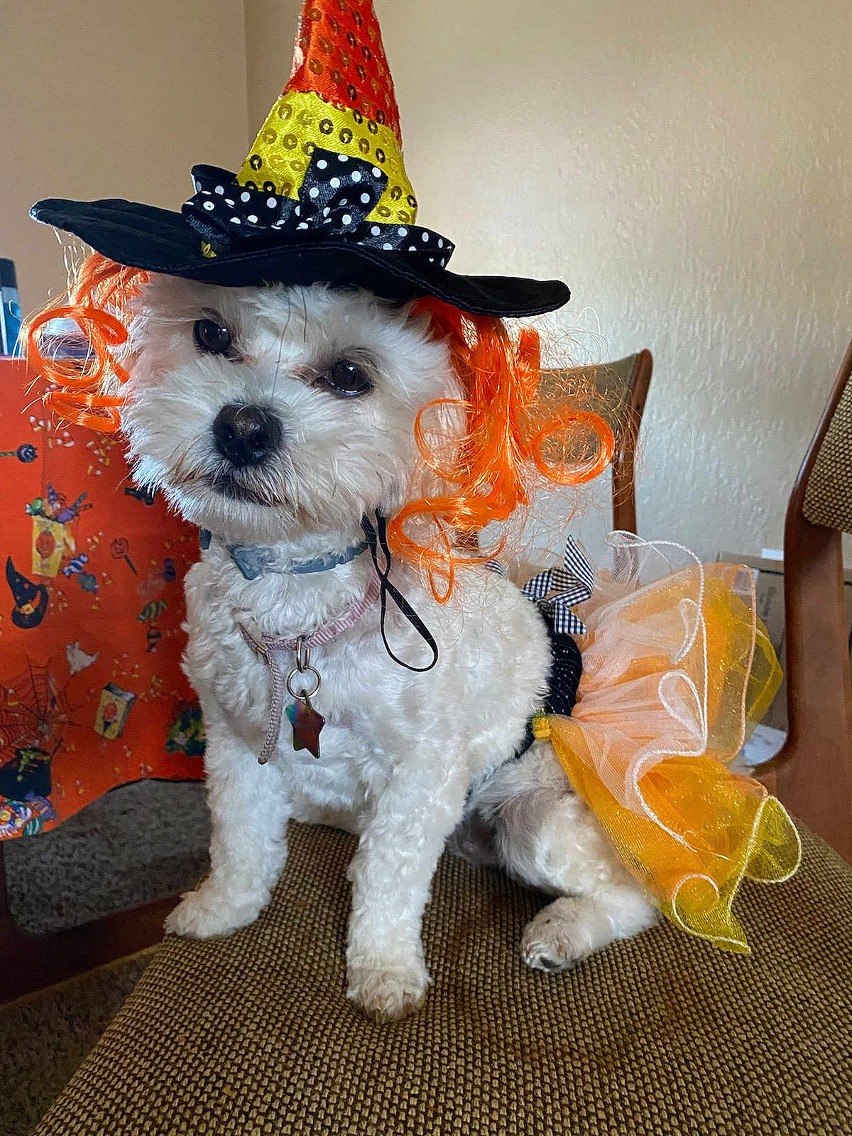 Buffy is registered to the contest to win money with this photo: dog, white_dog, costume, halloween, witch_hat, orange_hair, tutu_skirt, chair, indoor, pet, cute, small_dog, curly_fur, decorations, holiday, festive, collar, tag, animal, portrait