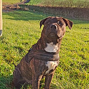 Zouko a rejoint le concours — aidez-le/la à gagner de superbes lots ! dog, brindle, harness, grass, field, outdoor, sunny, blue_sky, pet, animal, sitting, nature, canine, daylight, rural, greenery, leisure, alert, mammal, domestic_animal