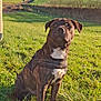 dog, brindle, harness, grass, field, outdoor, sunny, blue_sky, pet, animal, sitting, nature, canine, daylight, rural, greenery, leisure, alert, mammal, domestic_animal