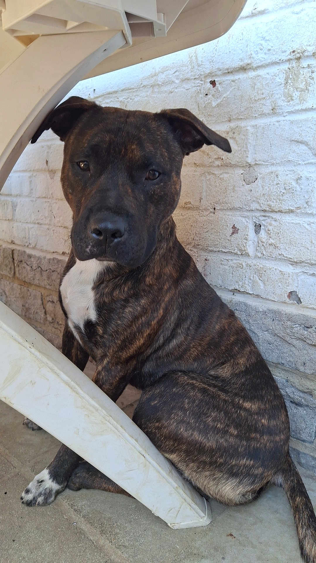 Zouko participe au concours pour gagner de l'argent avec cette photo : dog, brindle, sitting, white_brick_wall, plastic_chair, outdoor, paw, tail, concrete_floor, pet, canine, animal, fur, ears, snout, quiet, resting, alone, looking, daylight