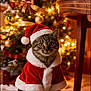 background_blur, bow, cat, christmas, christmas_lights, christmas_tree, cute, decoration, festive, furry, holiday, indoor, ornaments, pet, santa_cloak, santa_hat, seasonal, tabby_cat, tile_floor, warm_lighting