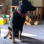 Doris is registered to the contest to win money with this photo: dog, german_shepherd, black_dog, indoor, carpet, pet, animal, sitting, collar, firewood, wooden_railing, natural_light, household, domestic, canine, side_profile, shadow, quiet, calm, alert