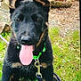 Doris is registered to the contest to win money with this photo: dog, puppy, german_shepherd, grass, outdoor, green_collar, tongue_out, playful, animal, pet, nature, leash, cute, ears_up, young, canine, sitting, fur, black_and_tan, tongue
