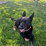 Doris joined the competition — help win amazing prizes! dog, black_dog, pink_collar, grass, flowers, sunlight, outdoor, pet, canine, relaxed, nature, yard, greenery, summer, animal, tongue_out, happy, mammal, domestic_animal, park