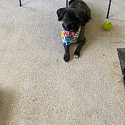 Cooper is registered to the contest to win money with this photo: animal, bandana, bare_feet, black_dog, carpet, chair_legs, colorful_bandana, cozy, cute, dog, domestic, floor, home, indoor, lying_down, pet, relaxed, slippers, tennis_ball, toy