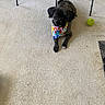 animal, bandana, bare_feet, black_dog, carpet, chair_legs, colorful_bandana, cozy, cute, dog, domestic, floor, home, indoor, lying_down, pet, relaxed, slippers, tennis_ball, toy