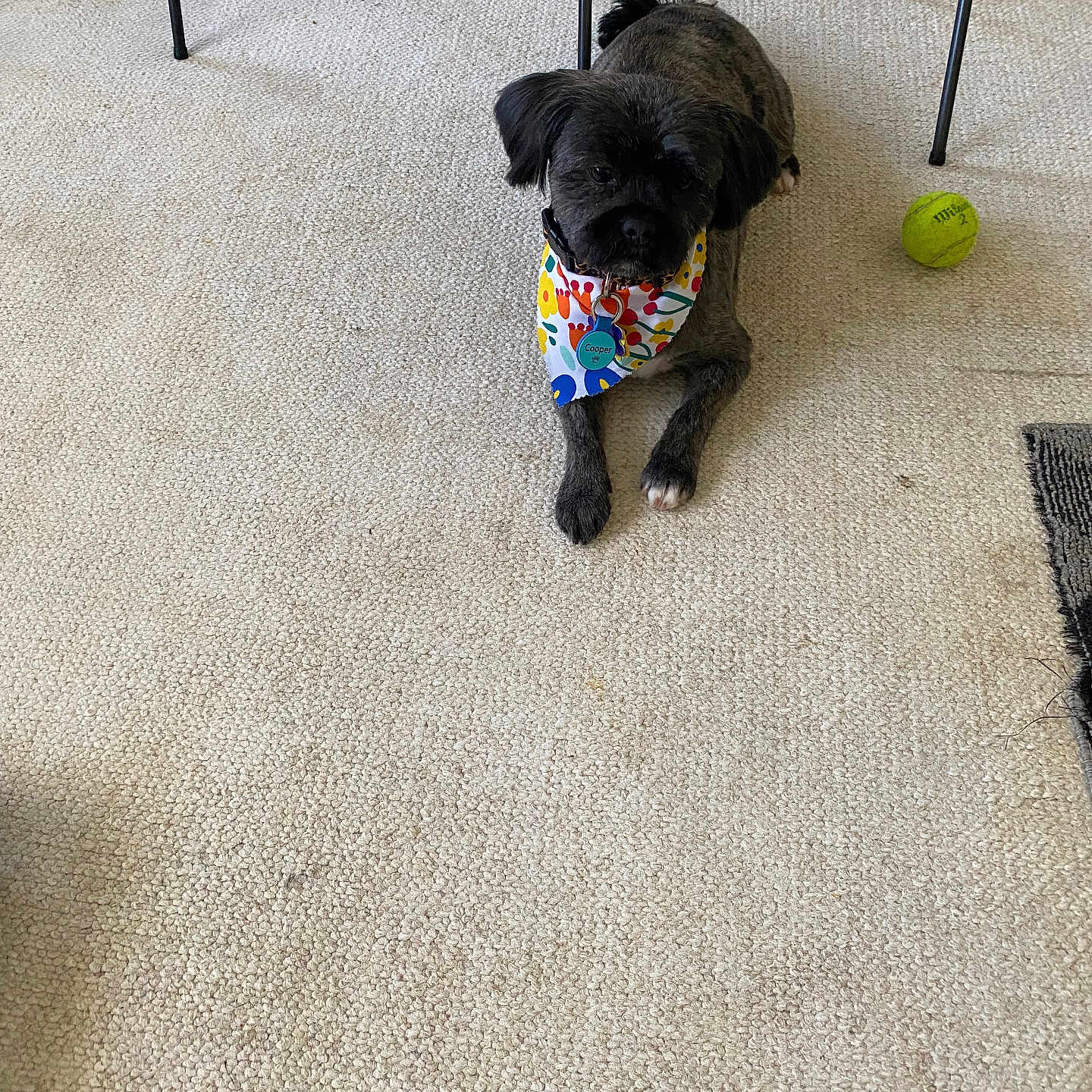 Cooper