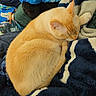 Morris joined the competition — help win amazing prizes! cat, sleeping, curled_up, cream_colored, feline, blanket, striped, navy_blue, white, soft_texture, cushion, fabric, indoor, pet, resting, cozy, fur, whiskers, paw, relaxation