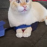 cat, cream_colored, blue_eyes, paws, couch, indoor, pet, feline, resting, curious, domestic_animal, animal, fur, whiskers, ears, blue_strap, red_bag, household_item, furniture, relaxed