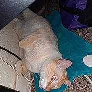 Morris is registered to the contest to win money with this photo: cat, orange_cat, white_cat, pet, animal, feline, lying_down, upside_down, relaxed, indoors, carpet, turquoise_mat, purple_bag, household_item, flash_photography, close_up, whiskers, ears, paws, casual_photo