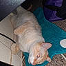 cat, orange_cat, white_cat, pet, animal, feline, lying_down, upside_down, relaxed, indoors, carpet, turquoise_mat, purple_bag, household_item, flash_photography, close_up, whiskers, ears, paws, casual_photo