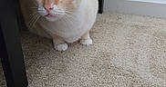 Morris is registered to the contest to win money with this photo: cat, cream, orange, carpet, furniture, indoor, pet, animal, whiskers, ears, alert, crouching, floor, curious, cute, domestic, mammal, small, young, wide_eyes