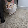 cat, cream, orange, carpet, furniture, indoor, pet, animal, whiskers, ears, alert, crouching, floor, curious, cute, domestic, mammal, small, young, wide_eyes