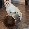 cat, animal, pet, floor, metal_pot, curious, indoor, wooden_floor, orange_cat, cream_cat, domestic_cat, feline, looking, wide_eyes, container, rusty_pot, household, caught_in_pot, funny, mischievous