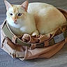 Morris is registered to the contest to win money with this photo: cat, feline, cream_colored, orange_markings, pet, animal, lying_down, sitting, relaxed, indoors, wooden_floor, trousers, clothing, fabric, bag, cozy, portrait, whiskers, ears, photography