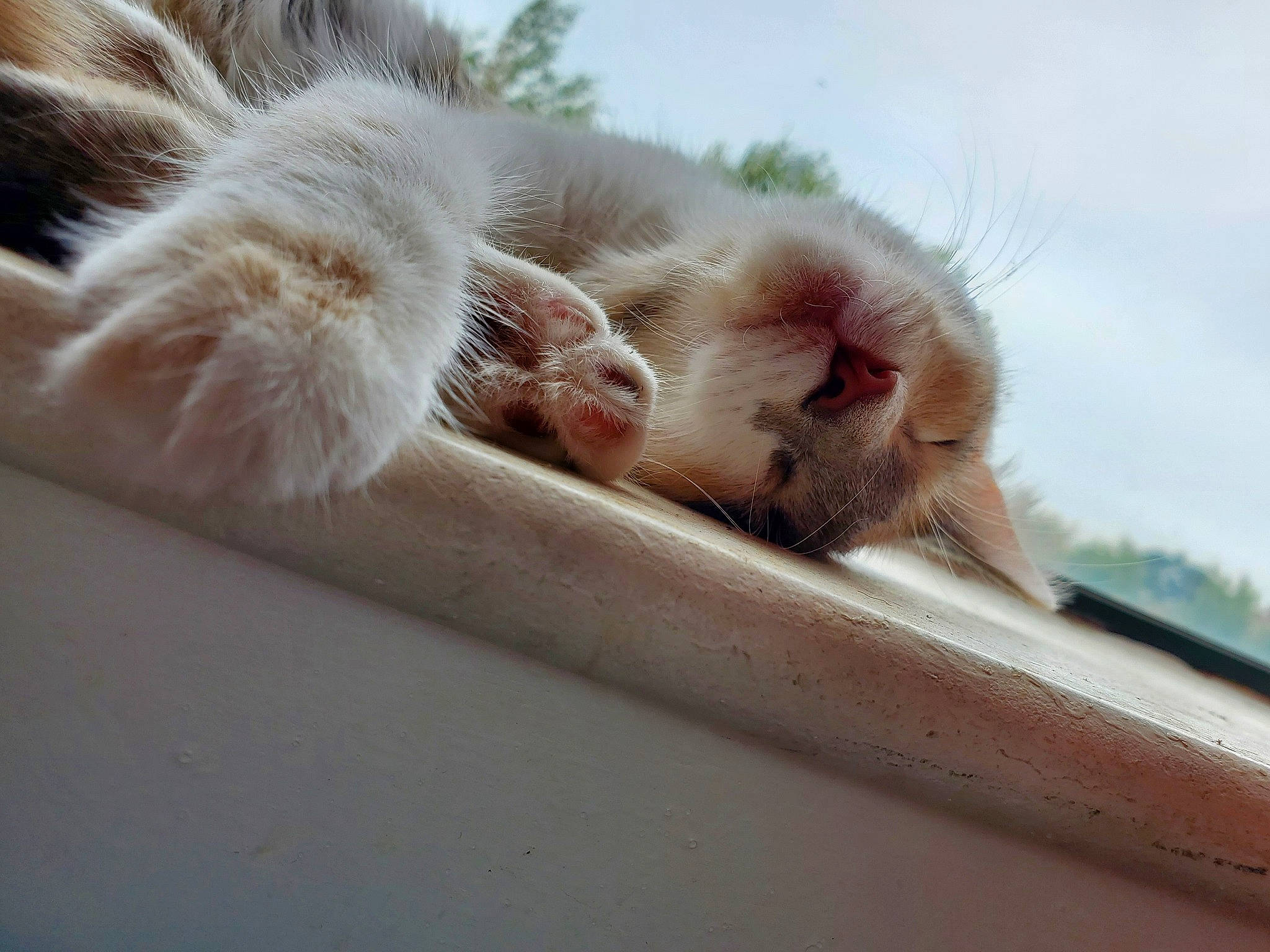 Himiko is registered to the contest to win money with this photo: aegean_cat, carnivore, cat, claw, ear, fawn, felidae, fur, kitten, paw, polydactyl_cat, small_to_medium_sized_cats, snout, tail, turkish_van, whiskers