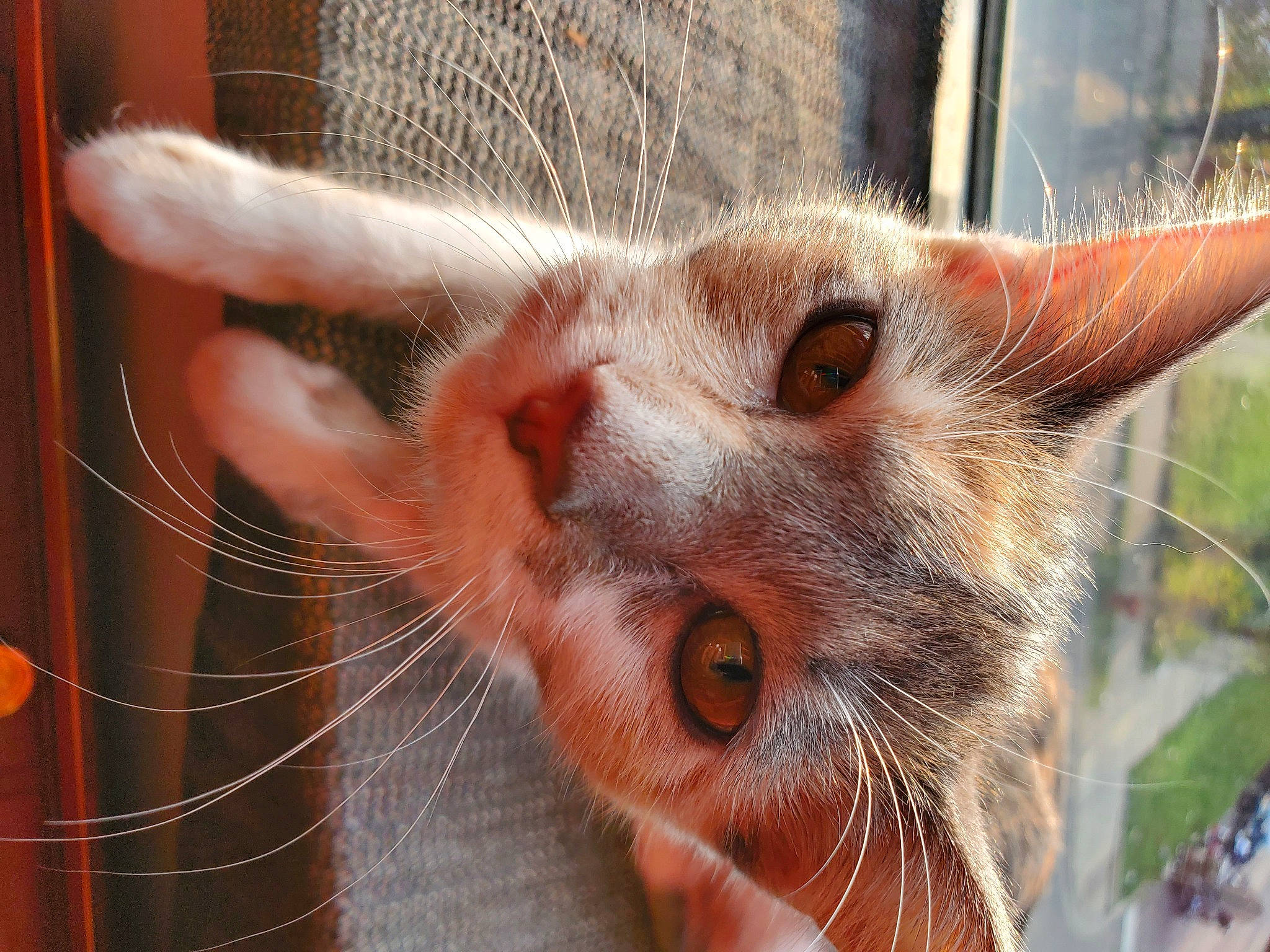 Himiko is registered to the contest to win money with this photo: animal_shelter, carnivore, cat, close_up, ear, eye, fawn, felidae, fur, mouth, nose, organism, small_to_medium_sized_cats, snout, whiskers