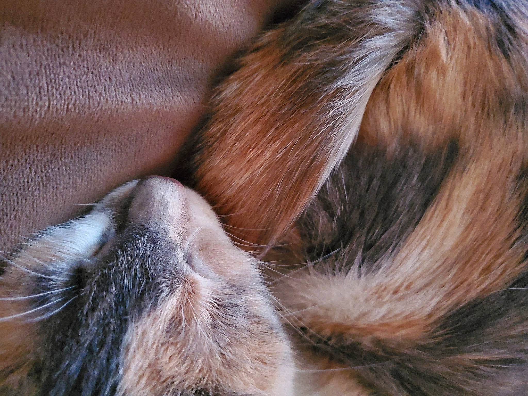 Himiko is registered to the contest to win money with this photo: cat, claw, close_up, ear, fawn, fur, snout, tail, textile, whiskers