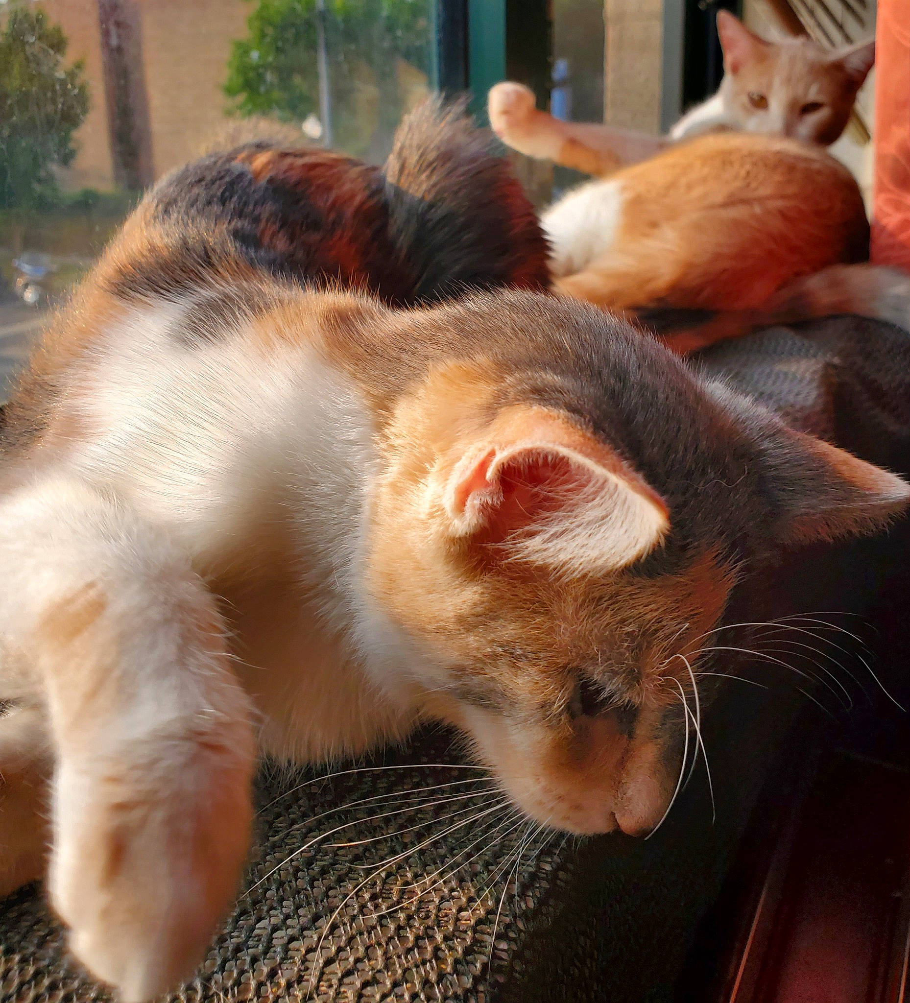 Himiko joined the competition — help win amazing prizes! aegean_cat, asian, carnivore, cat, ear, european_shorthair, fawn, felidae, fur, german_rex, kitten, mammal, nap, paw, polydactyl_cat, small_to_medium_sized_cats, snout, tail, whiskers