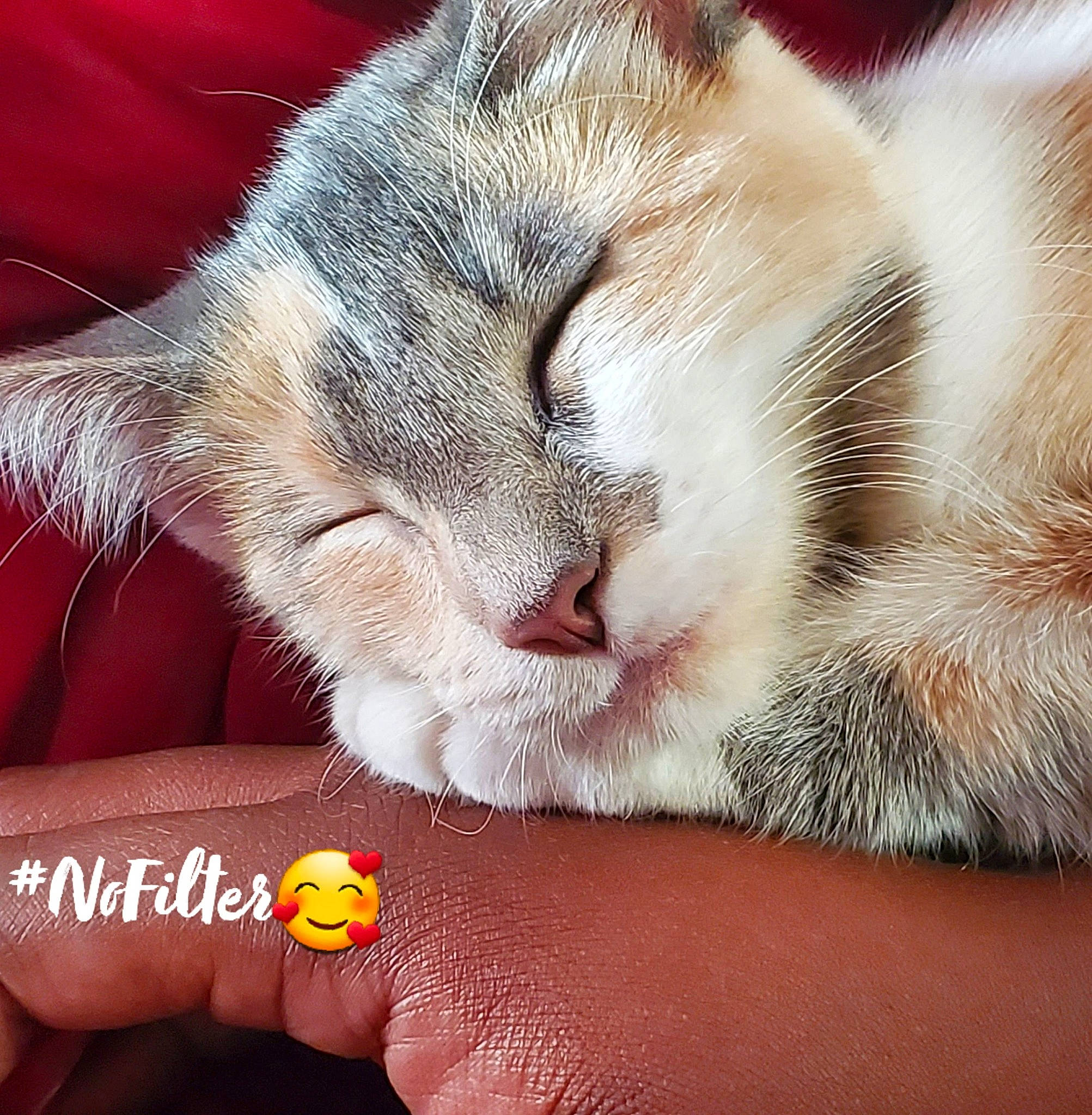 Himiko is registered to the contest to win money with this photo: asian, carnivore, cat, claw, domestic_short_haired_cat, ear, eating, european_shorthair, felidae, kitten, mouth, nail, nap, nose, paw, photo_caption, polydactyl_cat, small_to_medium_sized_cats, snout, whiskers