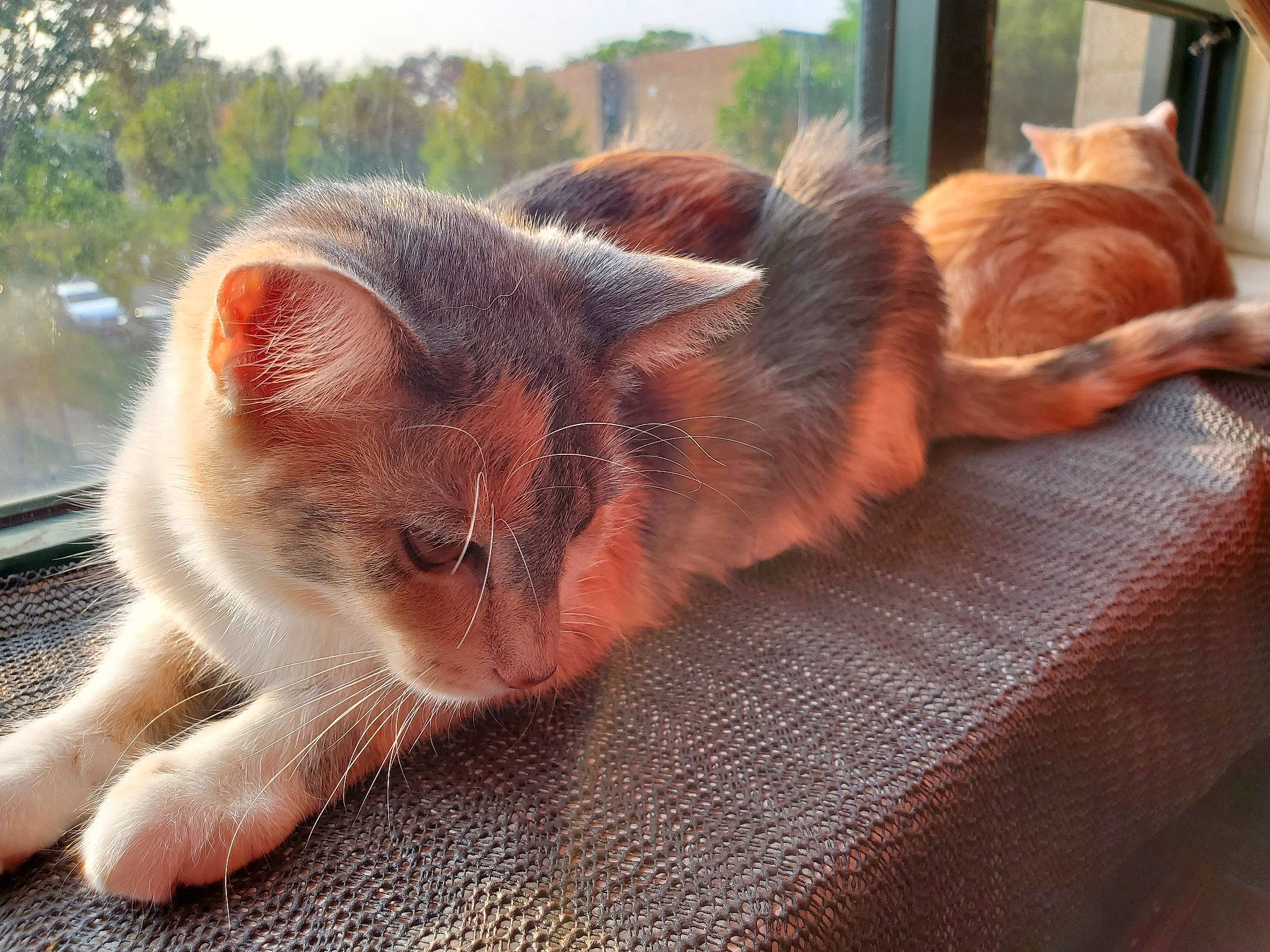 Connor is registered to the contest to win money with this photo: abyssinian, aegean_cat, asian, carnivore, cat, ear, eye, fawn, felidae, fur, german_rex, kitten, nap, sleep, small_to_medium_sized_cats, snout, tail, whiskers