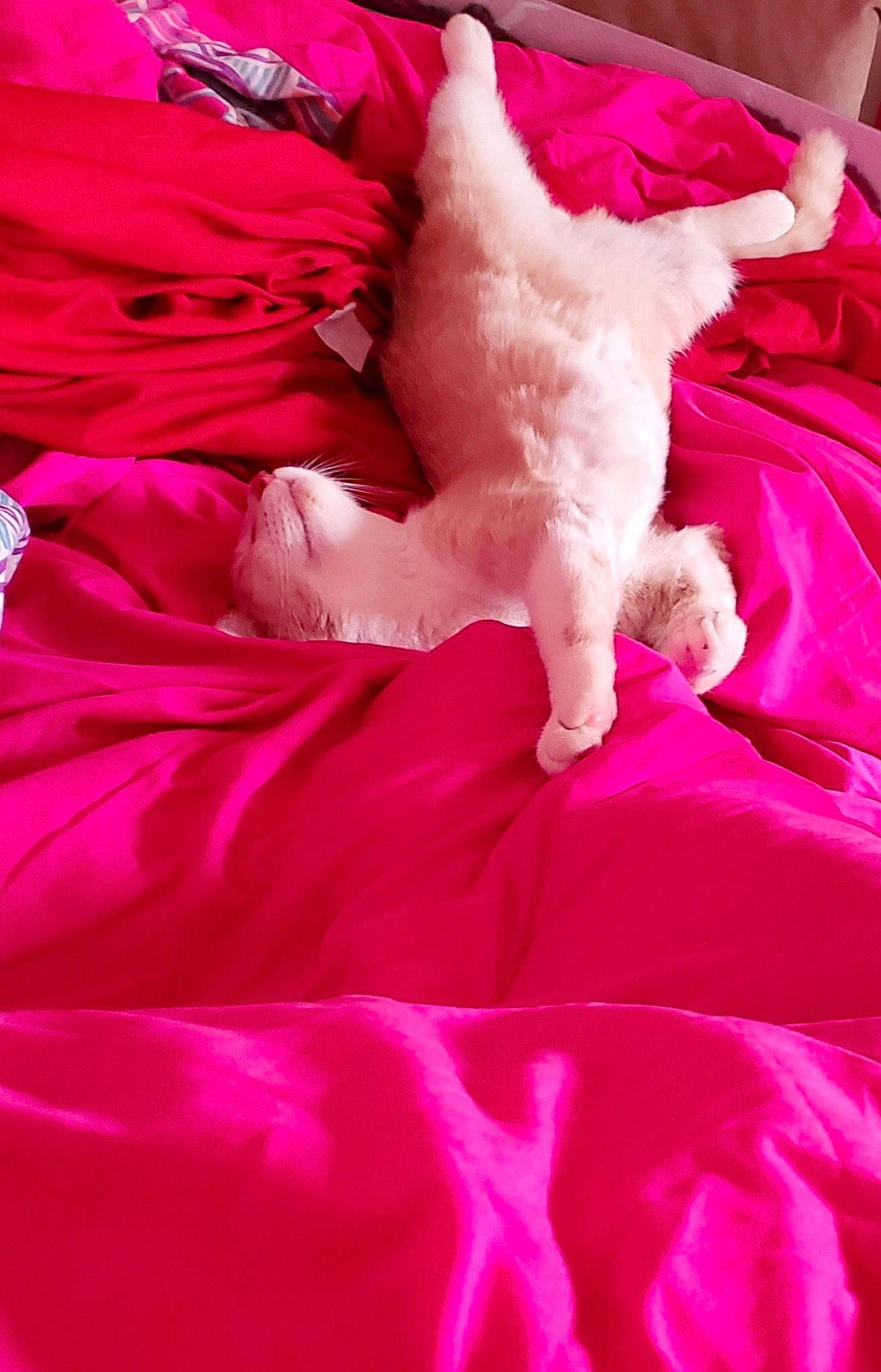 Connor joined the competition — help win amazing prizes! canidae, carnivore, companion_dog, dog, dog_breed, fur, magenta, non_sporting_group, pink, poodle, puppy, red, sporting_group, tail, textile, toy_dog