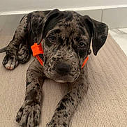 Atlas participe au concours pour gagner de l'argent avec cette photo : puppy, dog, orange_collar, carpet, indoor, laying_down, speckled, black_spots, cute, pet, animal, ears, face, paws, young_dog, domestic_animal, fur, looking, resting, white_wall