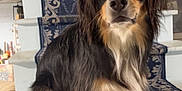 Murphy is registered to the contest to win money with this photo: animal, black_fur, brown_fur, canine, carpet, dog, domestic, ears, floor, fur, home, house, indoor, looking_at_camera, pet, portrait, sitting, stairs, step, white_fur