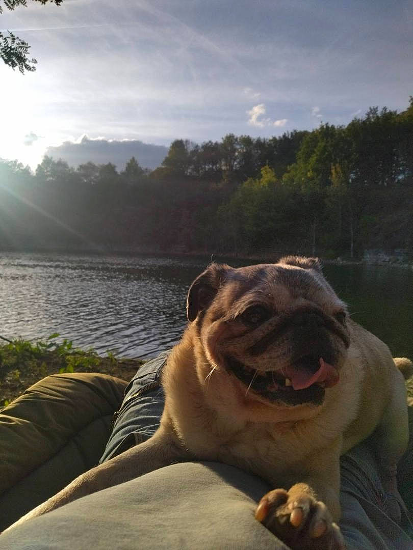 Bounty participe au concours pour gagner de l'argent avec cette photo : carnivore, cloud, companion_dog, dog_breed, fawn, felidae, grass, lake, landscape, morning, nature, plant, sky, sunlight, terrestrial_animal, tree, water, whiskers, wood, wrinkle