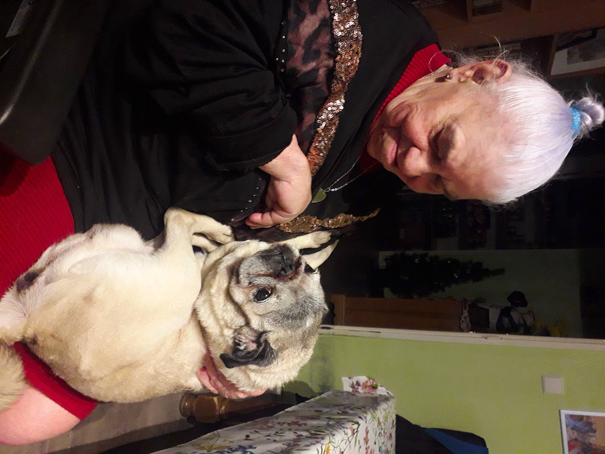 Bounty a rejoint le concours — aidez-le/la à gagner de superbes lots ! canidae, carnivore, cat, companion_dog, dog_breed, domestic_short_haired_cat, event, fawn, felidae, fur, hat, lap, mammal, paw, small_to_medium_sized_cats, snout, sporting_group, table, whiskers