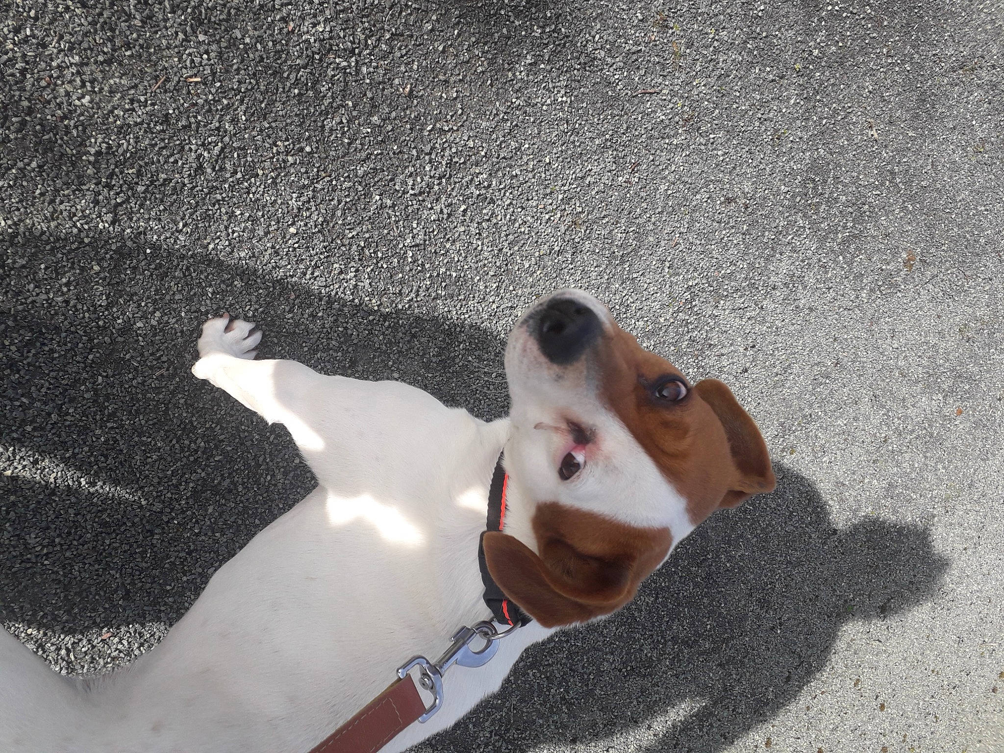 Nova a rejoint le concours — aidez-le/la à gagner de superbes lots ! adventure, art, basset_hound, canidae, carnivore, companion_dog, dog, dog_breed, ear, fawn, fur, gesture, human_leg, leash, paw, snout, sporting_group, sunglasses, whiskers, working_animal