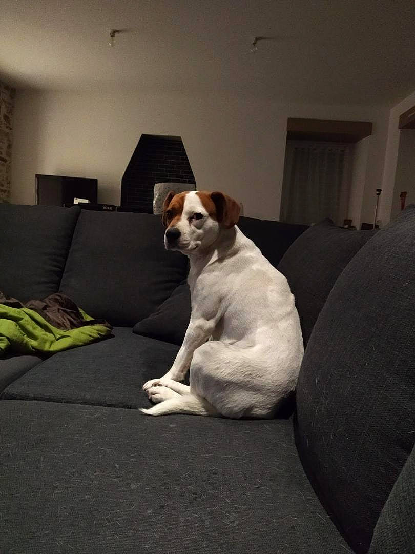 Nova a rejoint le concours — aidez-le/la à gagner de superbes lots ! art, bulldog, canidae, carnivore, club_chair, comfort, companion_dog, couch, dog, dog_breed, fawn, flooring, hardwood, linens, living_room, room, tail, window, wood, working_animal